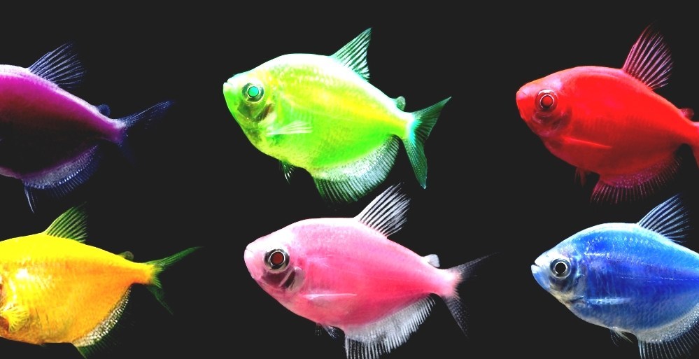 GloFish Neon Glo Fish