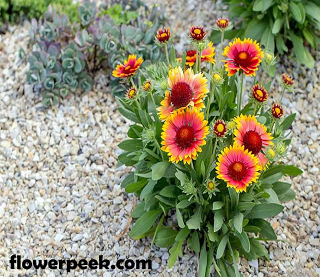 Simple methods on how to care for Blanket Flowers