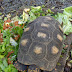 Tortoise Spotlight Three: Introducing Marina Tortoise