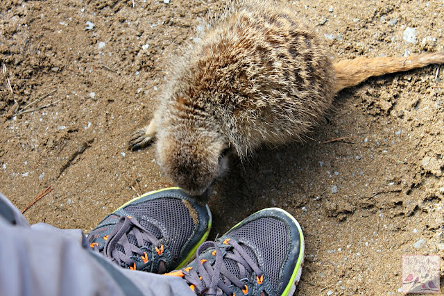 Wildlife and Dinosaur Park Devon - Meeting the meerkats