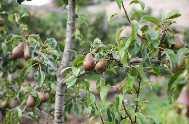 pear orchard 