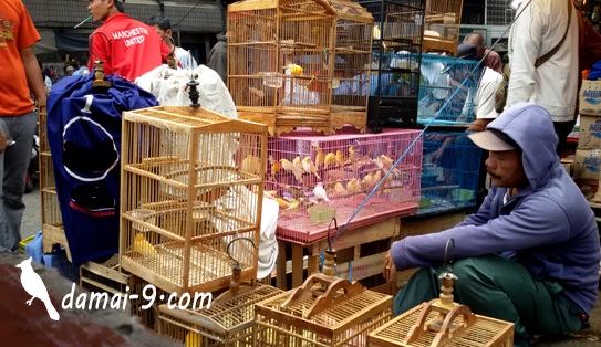 Harga Burung Terupdate Akhir 2017 Dan Awal Tahun 2018 Hobi Si