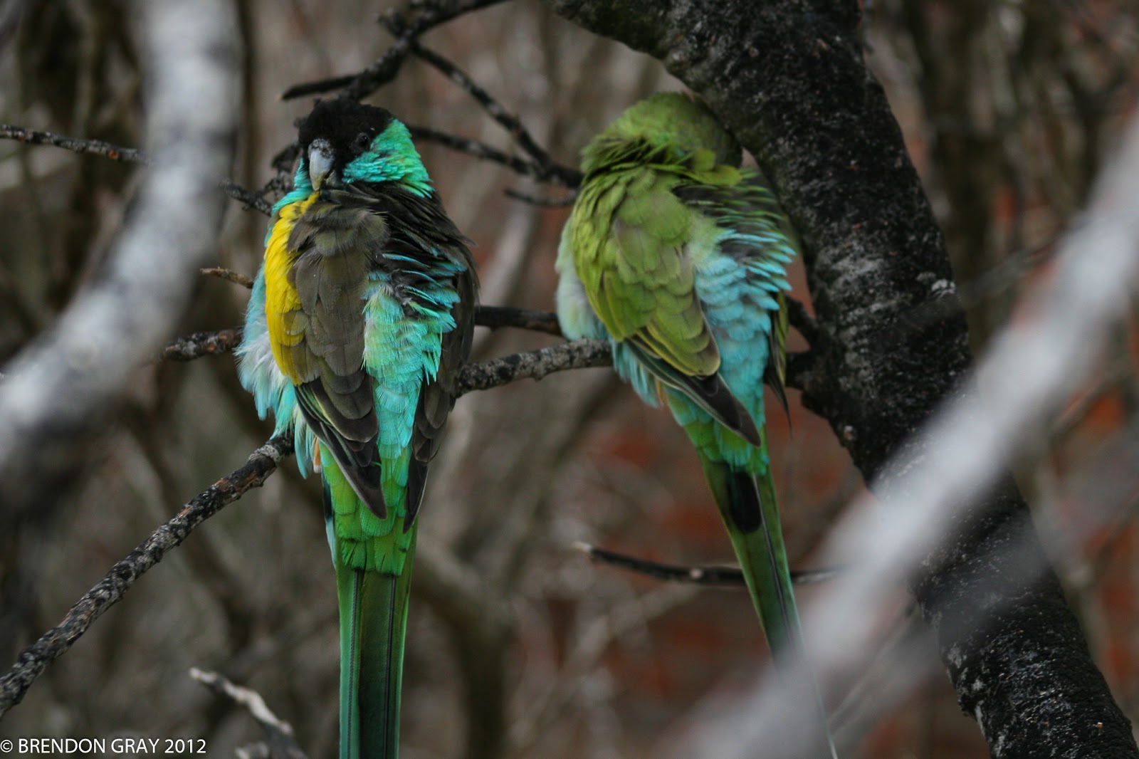 Rainbow Jungle Parrot Zoo, Kalbarri, WA