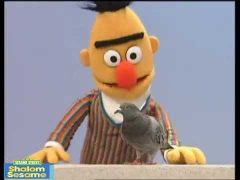 sesame street bert pigeon