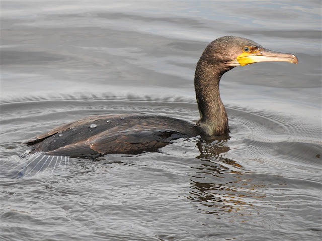 большой баклан