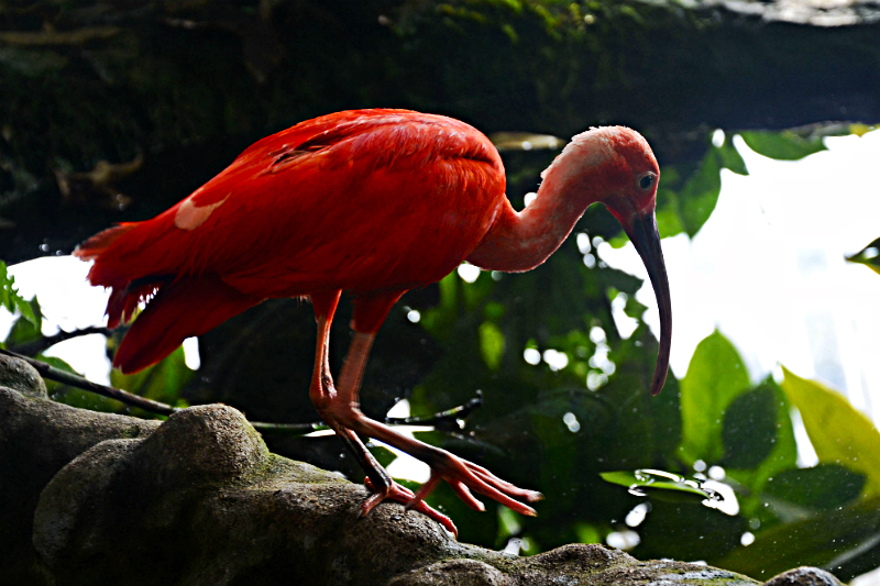 ibis scarlatto biosfera genova