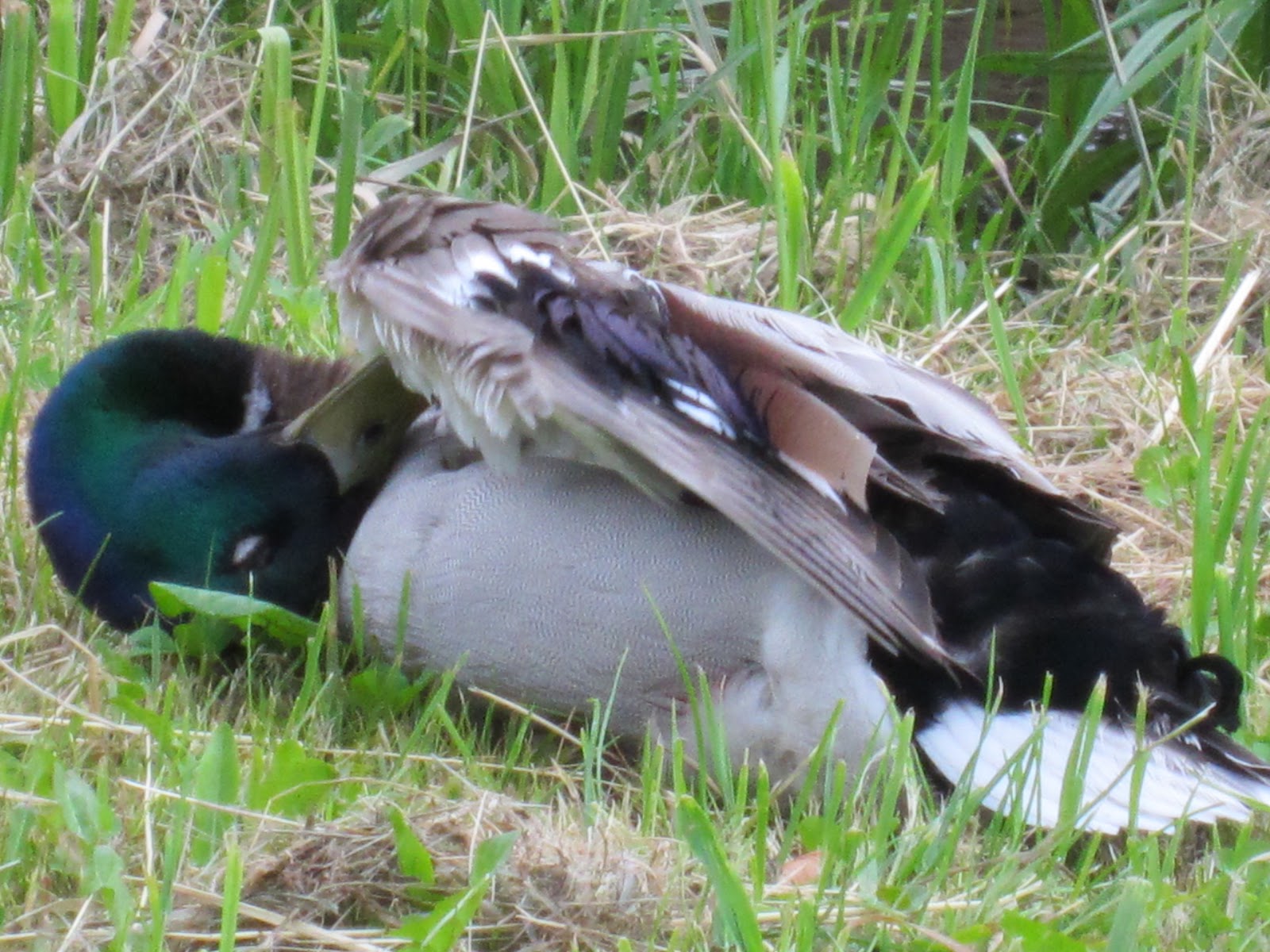 die Sonne scheint Heute what do ducks eat, besides bread?