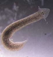 cacing planaria