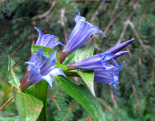 Goryczka trojeściowa (Gentiana asclepiadea). Goryczka trojeściowa (Gentiana asclepiadea).