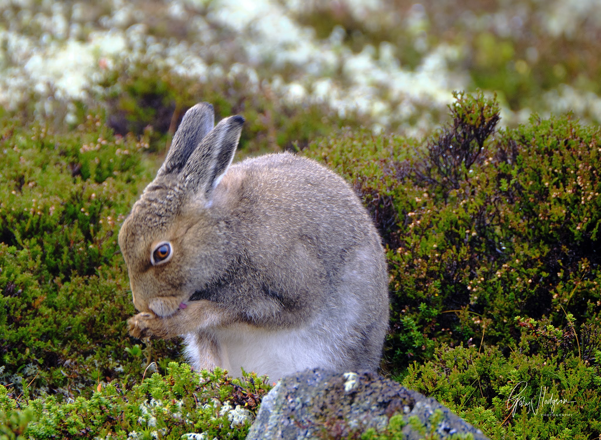 TARMACHAN MOUNTAINEERING AUTUMN COLOURS & MOUNTAIN HARE PHOTOGRAPHY