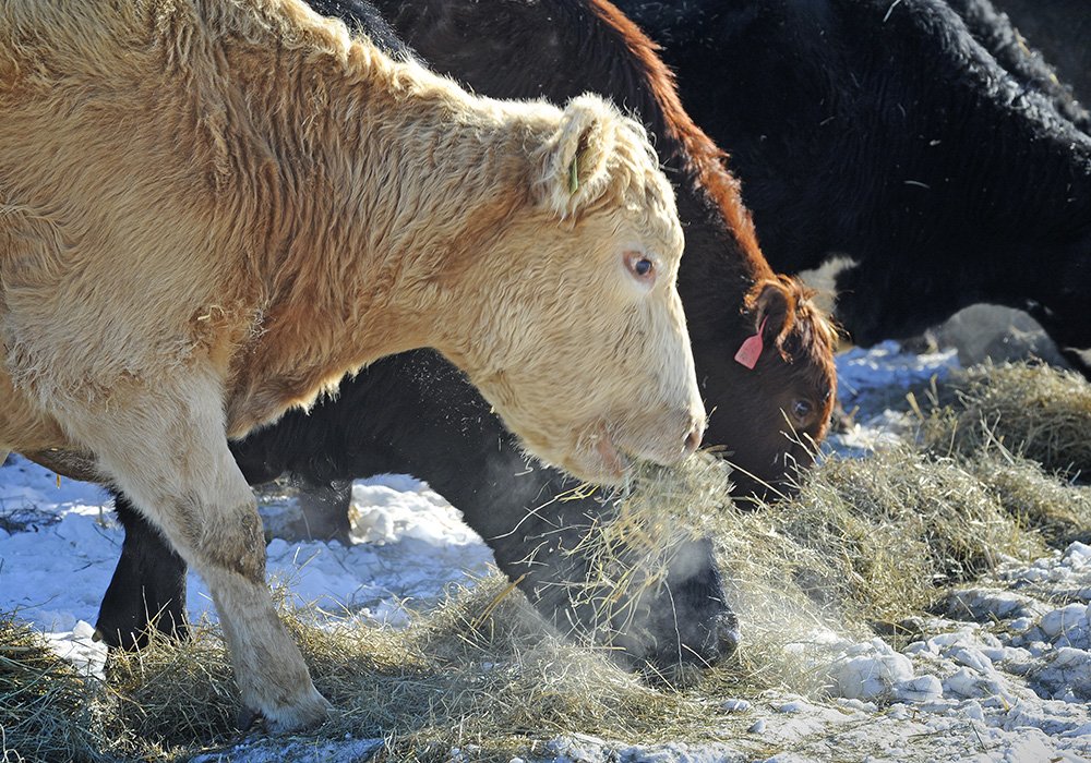 THE WESTERNER: Animal rights groups blame COVID-19 on farming