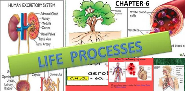 chemistry of life processes institute chemistry of life processes institute