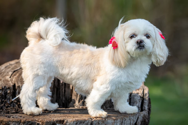 Nomes para SHIH TZU fêmea