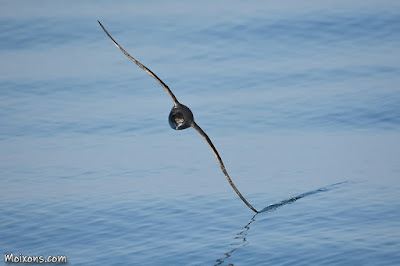 Baldriga balear (Puffinus mauretanicus)