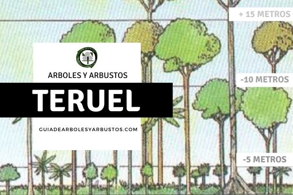 Arboles Arbustos Teruel