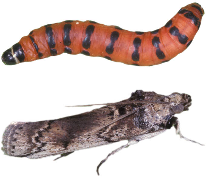 Памятник гусенице в австралии Памятник гусенице в австралии