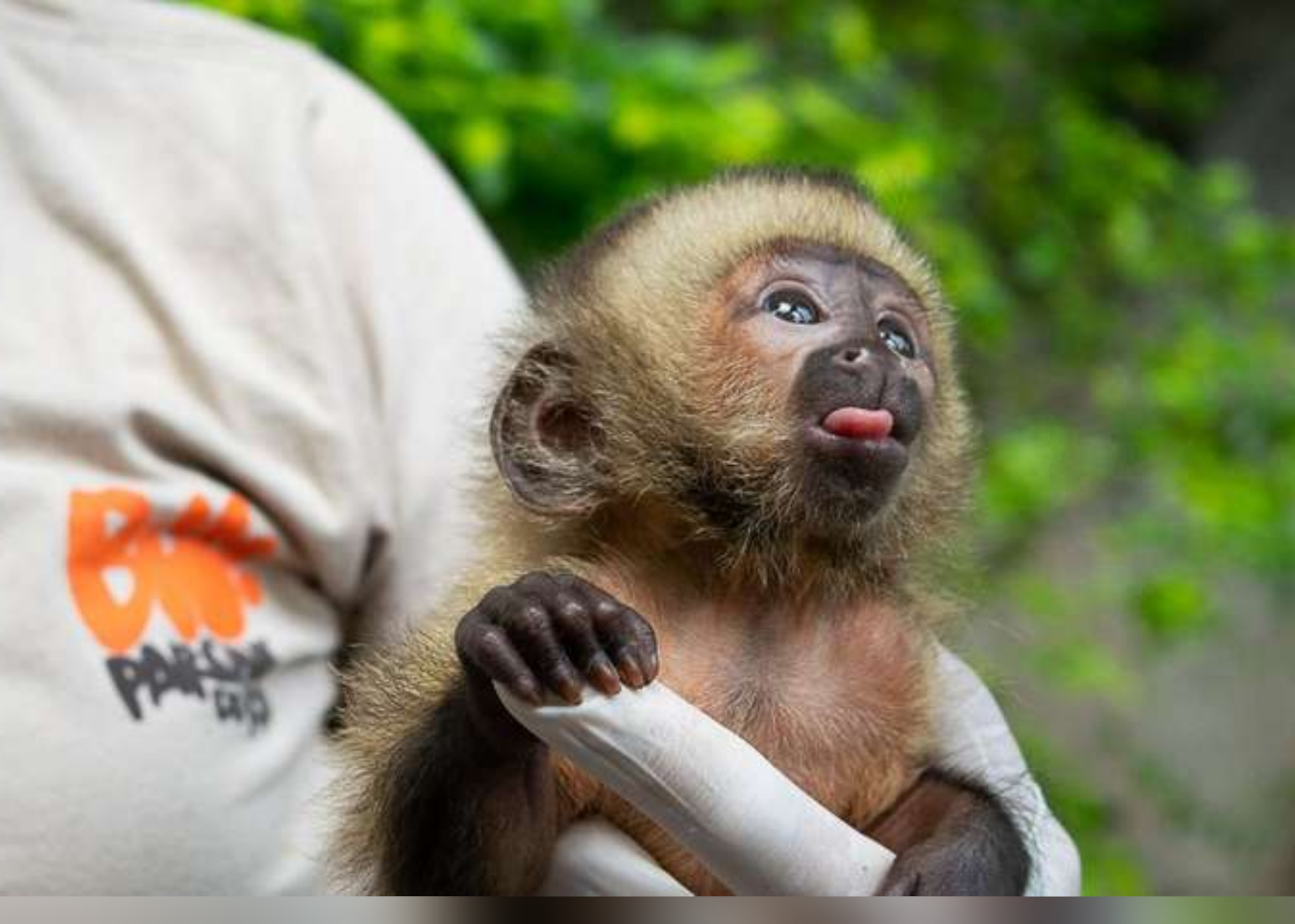 China registra 1ª morte de humano devido a vírus raro de macaco* https://www.portalpebao.com.br/2021/07/china-registra-1-morte-de-humano-devido.html?m=1 China registra 1ª morte de humano devido a vírus raro de macaco* https://www.portalpebao.com.br/2021/07/china-registra-1-morte-de-humano-devido.html?m=1