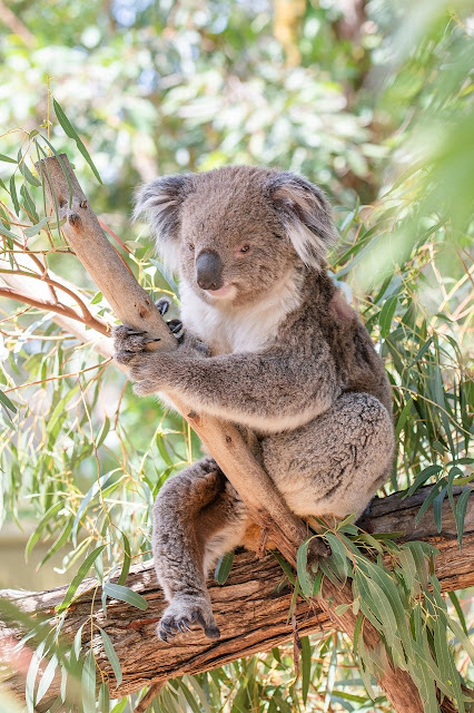 Menghirup Aroma Minyak Eucalyptus maupun Minyak Kayu Putih dapat Cegah Infeksi akibat Virus Corona