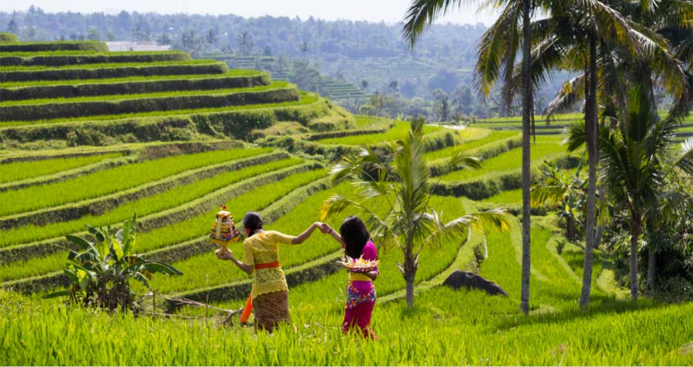 Image result for unesco rice terrace bali