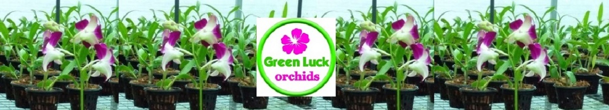 Orchid Srilanka - Orchid Plant and Orchid Flower  - Orchid Nursery