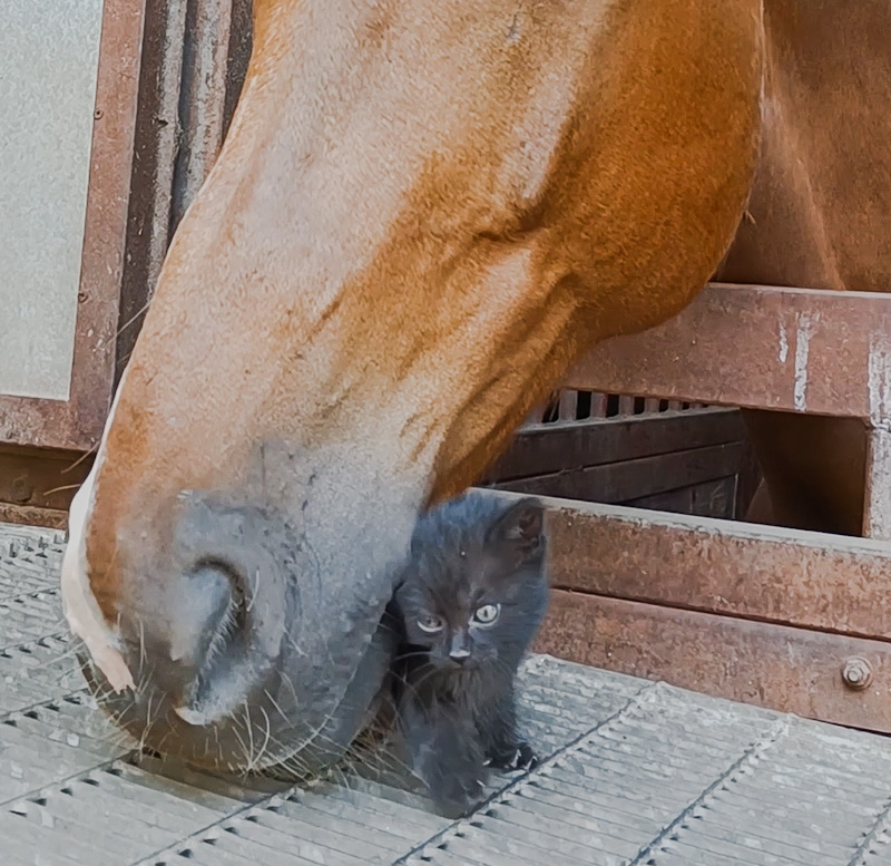 Gentle horse befriends tiny kitten