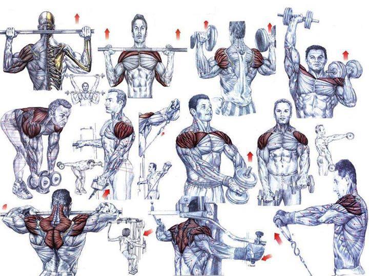 Shoulder Workouts For Mass Muscle Gains Bodydulding
