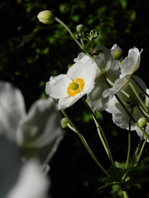 Honorine Jobert  Anemone × hybrida Japanese anemone by garden muses-not another Toronto gardening blog 