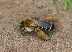 Pantaloon  Bee - Minsmere RSPB