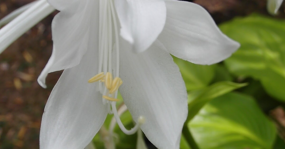 Gedichte Texte Schriften Menschheit Wach Auf Bevor Die Natur