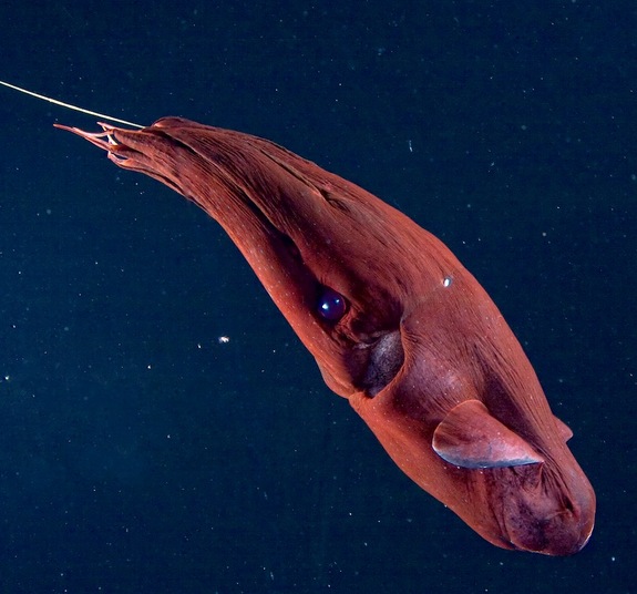 What Food Does A Vampire Squid Eat What Food Does A Vampire Squid Eat