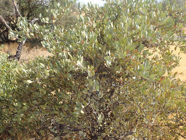 Simmondsia chinensis Simmondsia chinensis