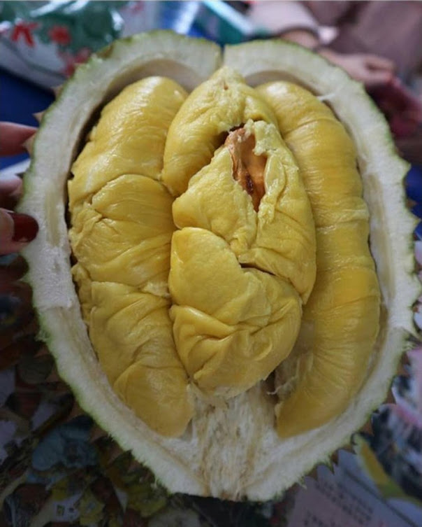 Bibit Durian Montong super cepat berbuah hasil okulasi bisa untuk tambulampot bisa COD Samarinda