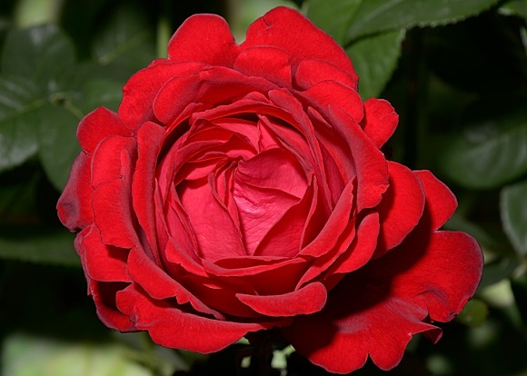 Traumfrau rose сорт розы фото  