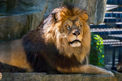 Lion Images Lion Images