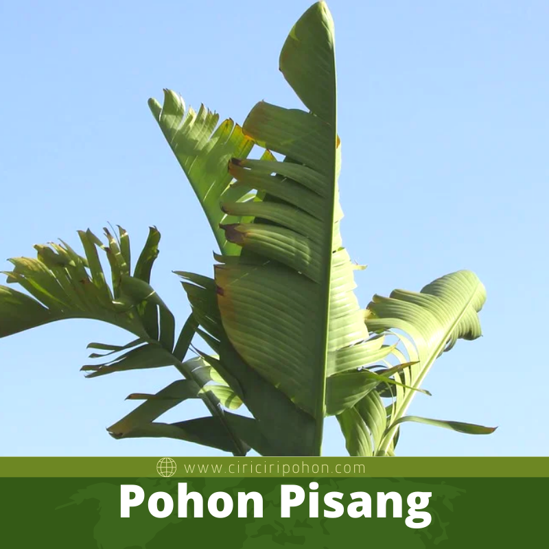 Pohon Pisang