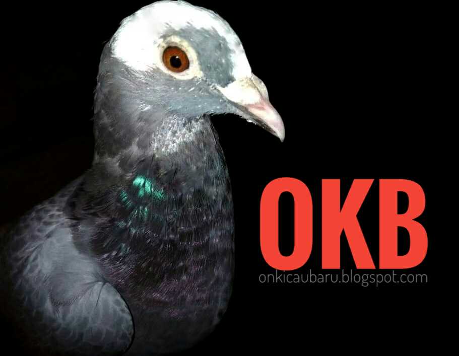 34+ Cara agar bulu ekor merpati cepat tumbuh information