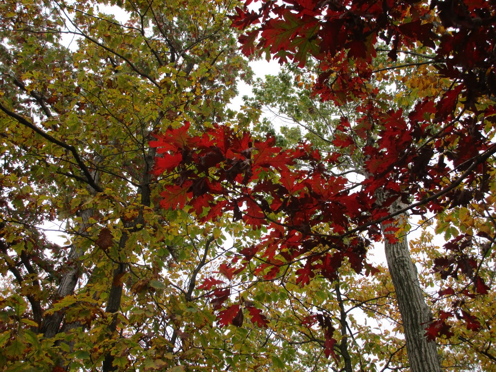 Парк Саус Маунтин Резервейшн, Миллбурн, Нью-Джерси (South Mountain Reservation, Millburn, NJ)