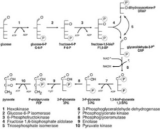 Glycolytic pathway