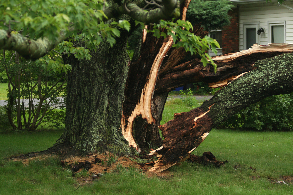 Tree Removal Kelowna Why need Tree removal service?