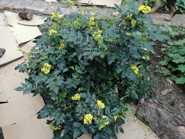 mahonia aquifolium