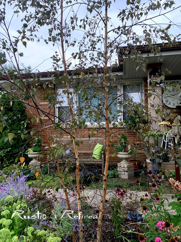 Ivy Clad Privacy By Pleaching Garden Hedges Outdoor