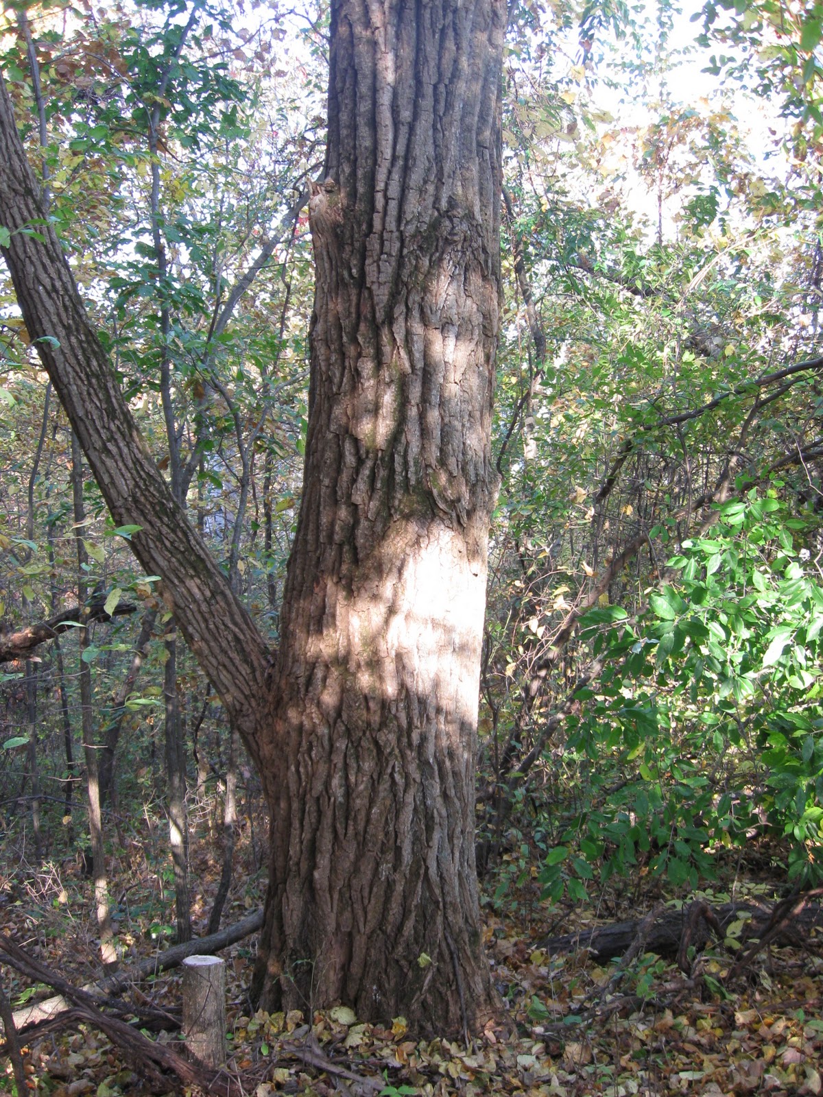 Building A Practical Treehouse: October 2011