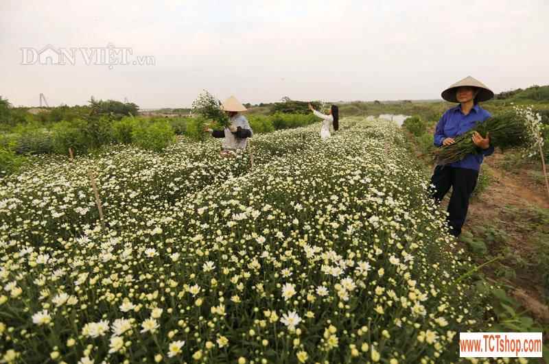 Trắng tinh khôi cúc họa mi trong chớm đông Hà Nội