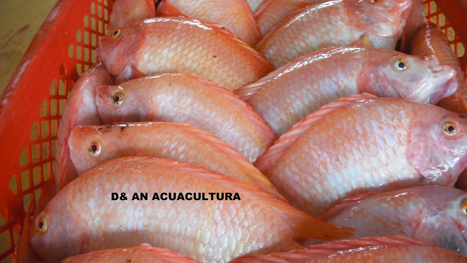 ACUACOLOMBIA La china en proceso de certificar su producción de Tilapia