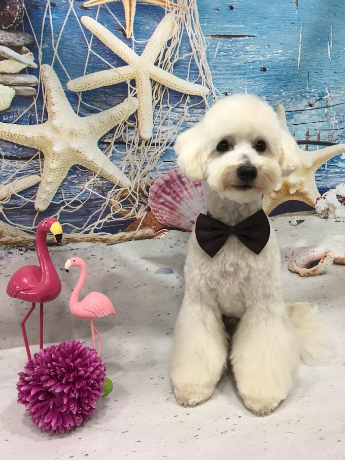 Dog Grooming Marbella