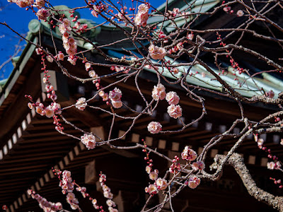 Ume (Japanese apricot) flowers: Kaizo-ji