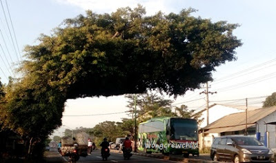 Pohon Beringin dengan tampilan unik dan nyentrik terdapat di pinggir jalan raya antara Sur Pohon Beringin Unik di Jalan Surabaya – Malang
