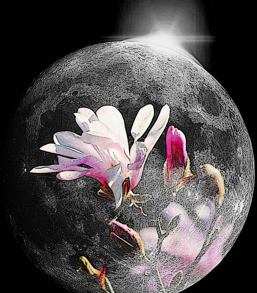 загадочная луна. тайна цветочной луны. тайна цветочной луны. тайна цветочной луны. лунный цветок легенда.