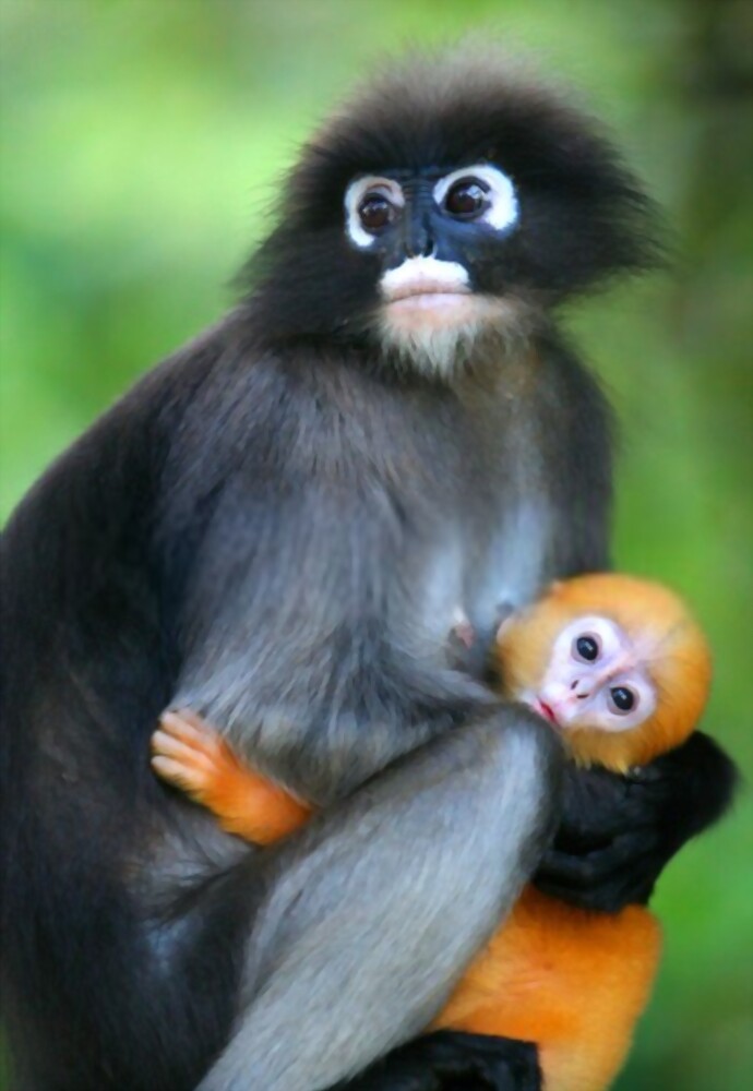 Dusky Leaf Monkey: Most Amazing Monkeys