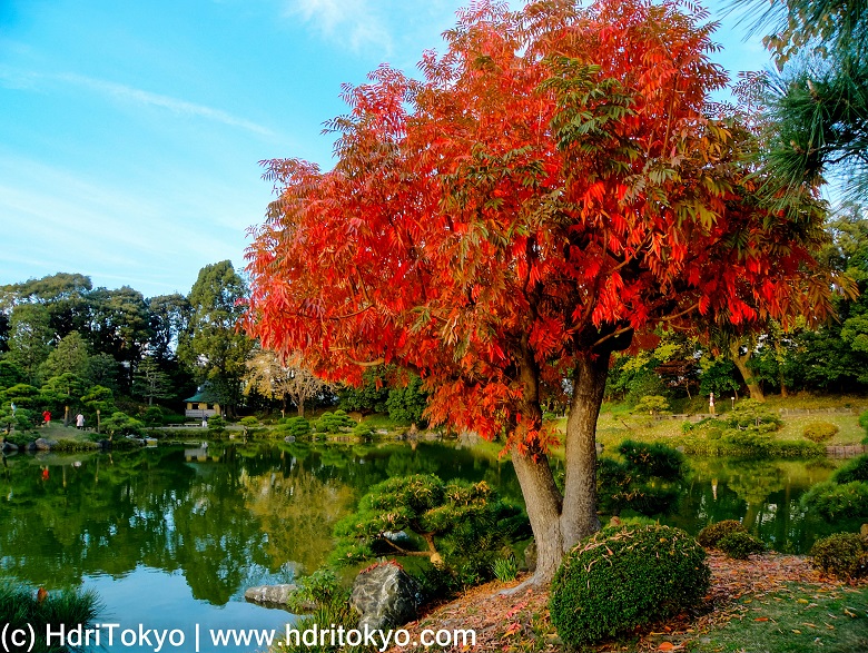 HdriTokyo Japanese Wax Tree at Kiyosumi Gardens